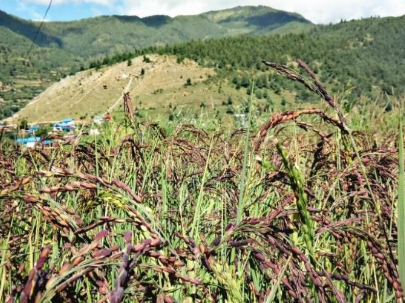 कर्णालीमा रैथाने कृषि बालीको उत्पादन घट्यो